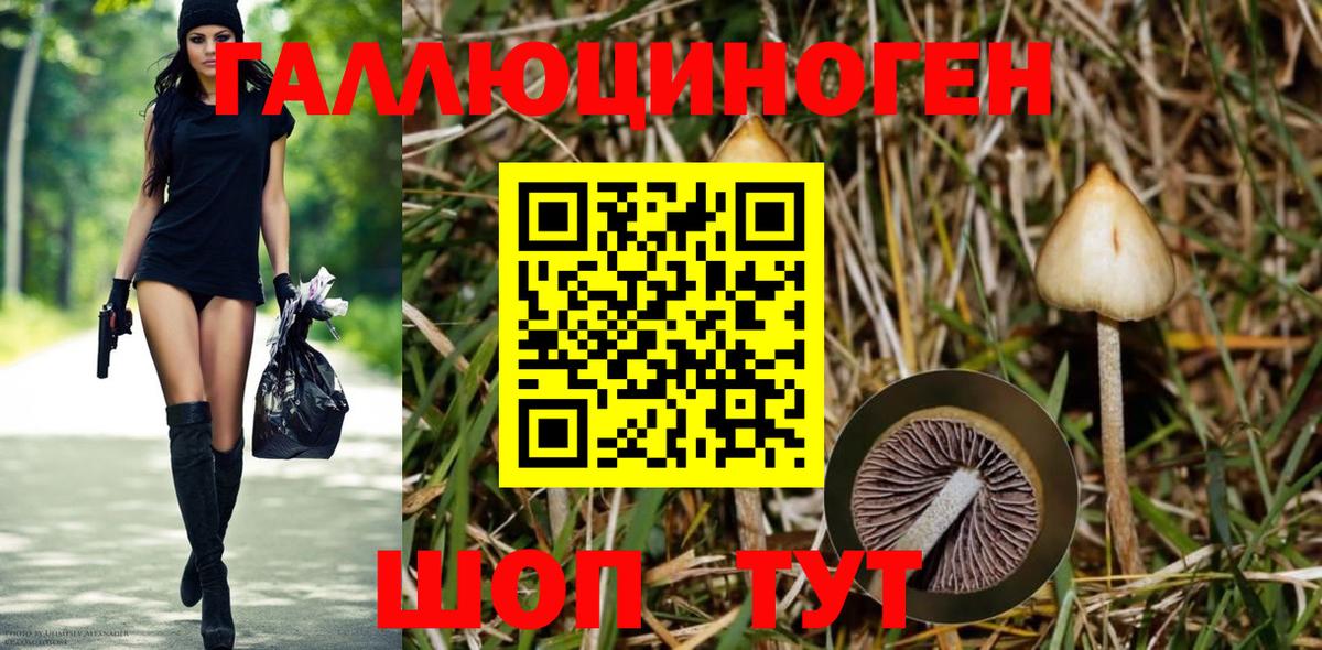 Псилоцибиновые грибы мухоморы Карачаевск